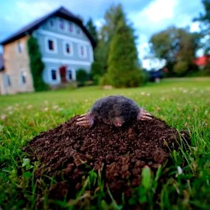 scapi sfaturi