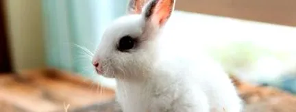 vigyázzon