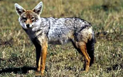 șacalului canis