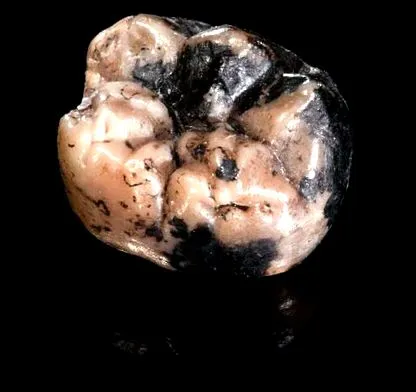 strămoșilor hominini