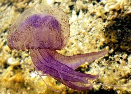 scyphozoa cubozoa
