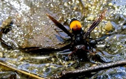 hornet-fészkek