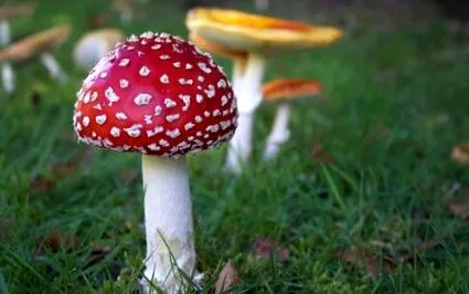 ciupercile