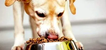 сухий purina