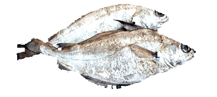 tacaud tippek