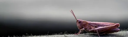 rovarok