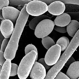 albicans