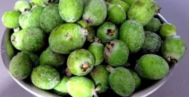 feijoa feijoa