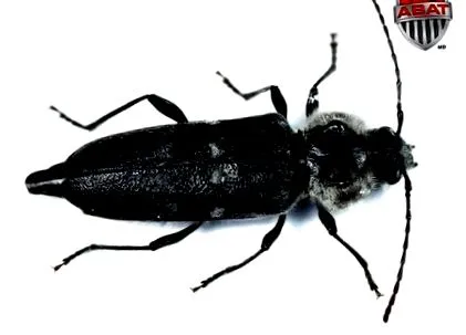 exterminează