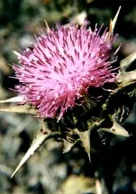 olaj