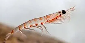 вживати