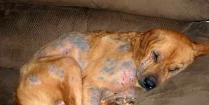 demodex