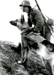 timp