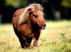cheval
