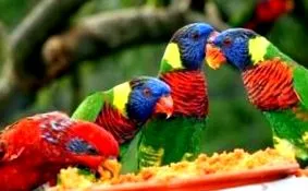 lorikeets