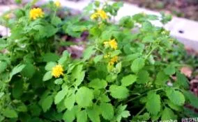 chelidonium