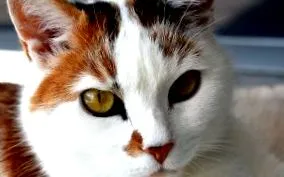 alăptarea