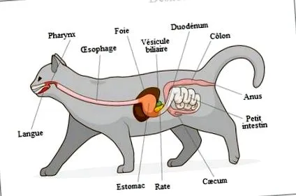 коти
