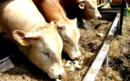 agri53
