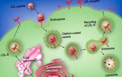 pcsk9