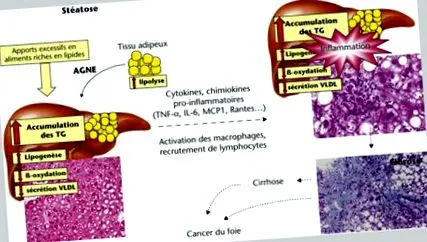 kapcsolatos nash