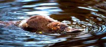 platypus