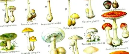 semnele