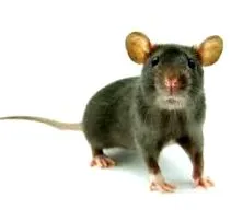 klinika