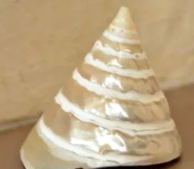 глузд