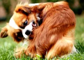 seborrhea tünetei
