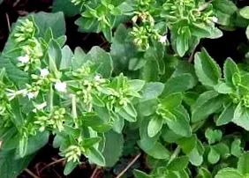 stevia