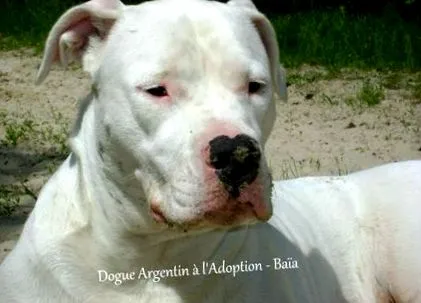 argentin masztiffban