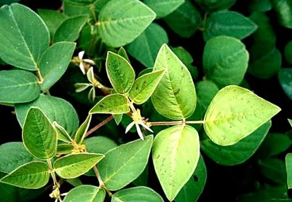 desmodium