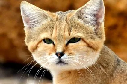 недостатність котів