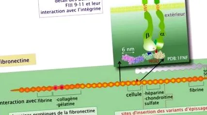 fibronektin