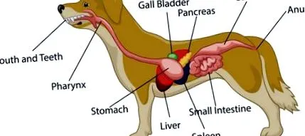 pancreatita
