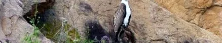 фауна