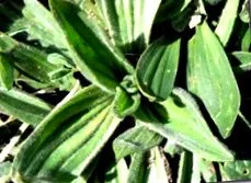 plantain
