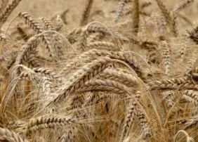 gluten