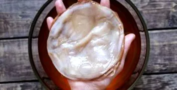 kombucha
