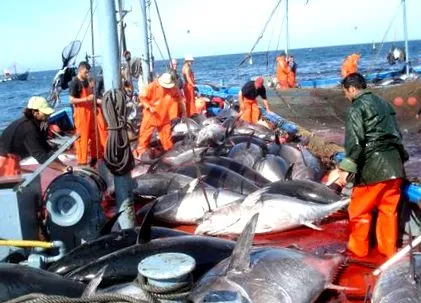 skipjack