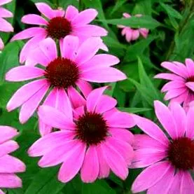 pharmacie echinacea