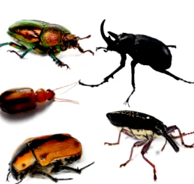 taxonomie