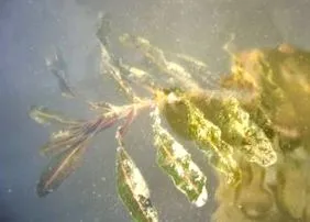 crapului