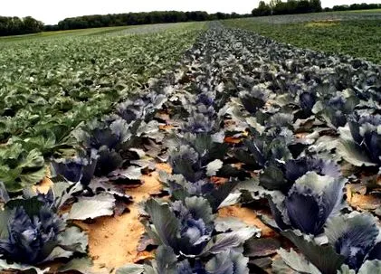 aflați
