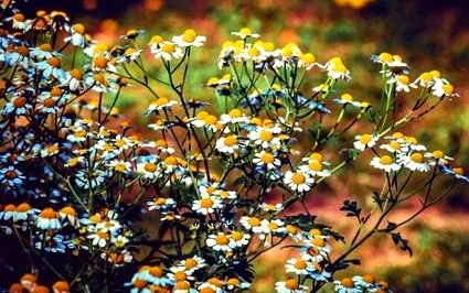 feverfew