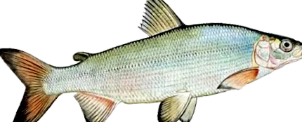 csuka