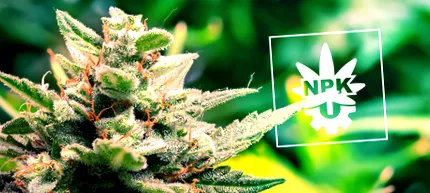 autoflowering