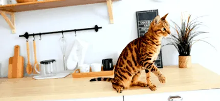 корм
