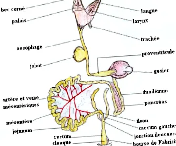 memoire